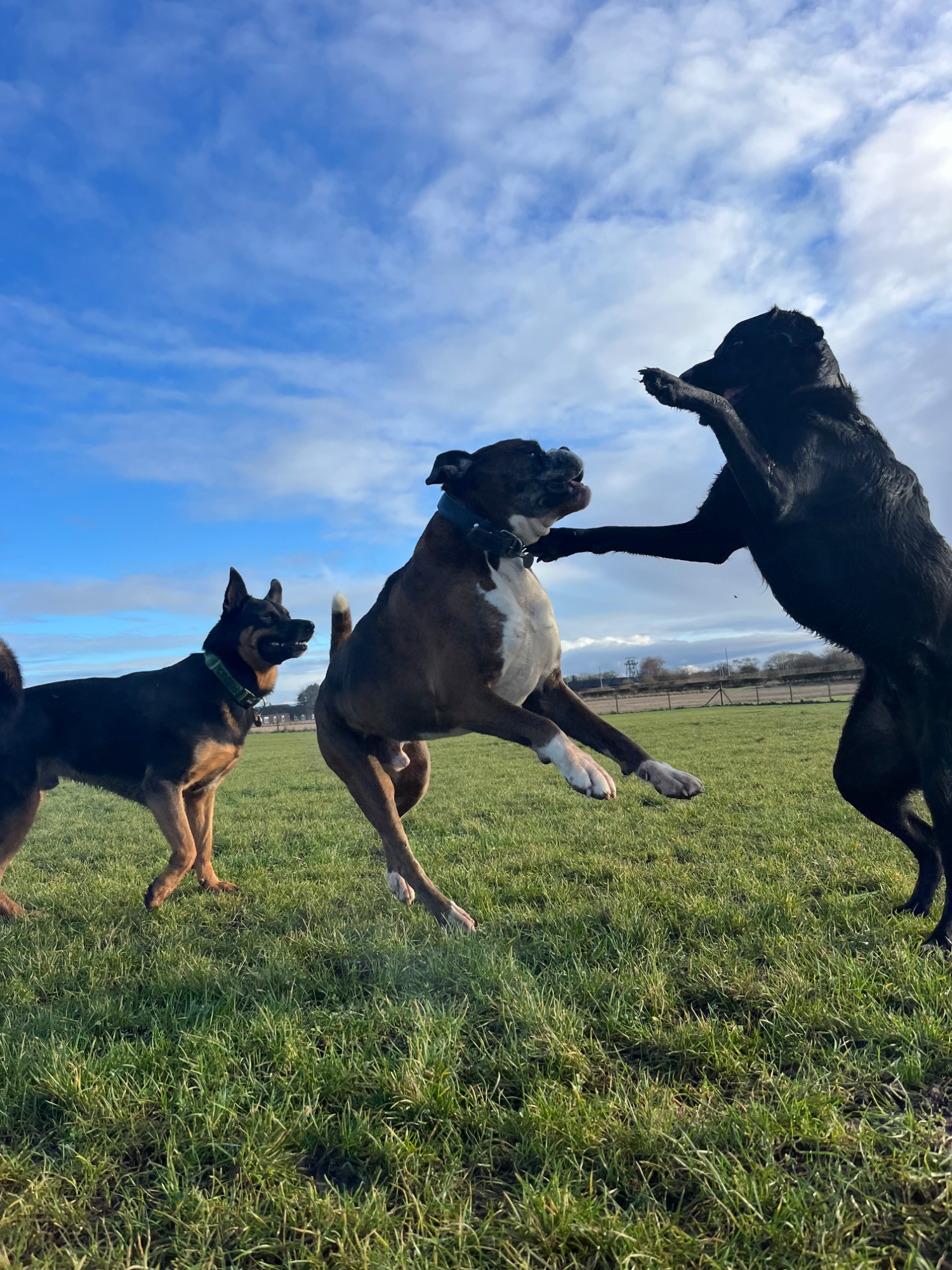 Dogs playing together off-lead in the secure field during a walk