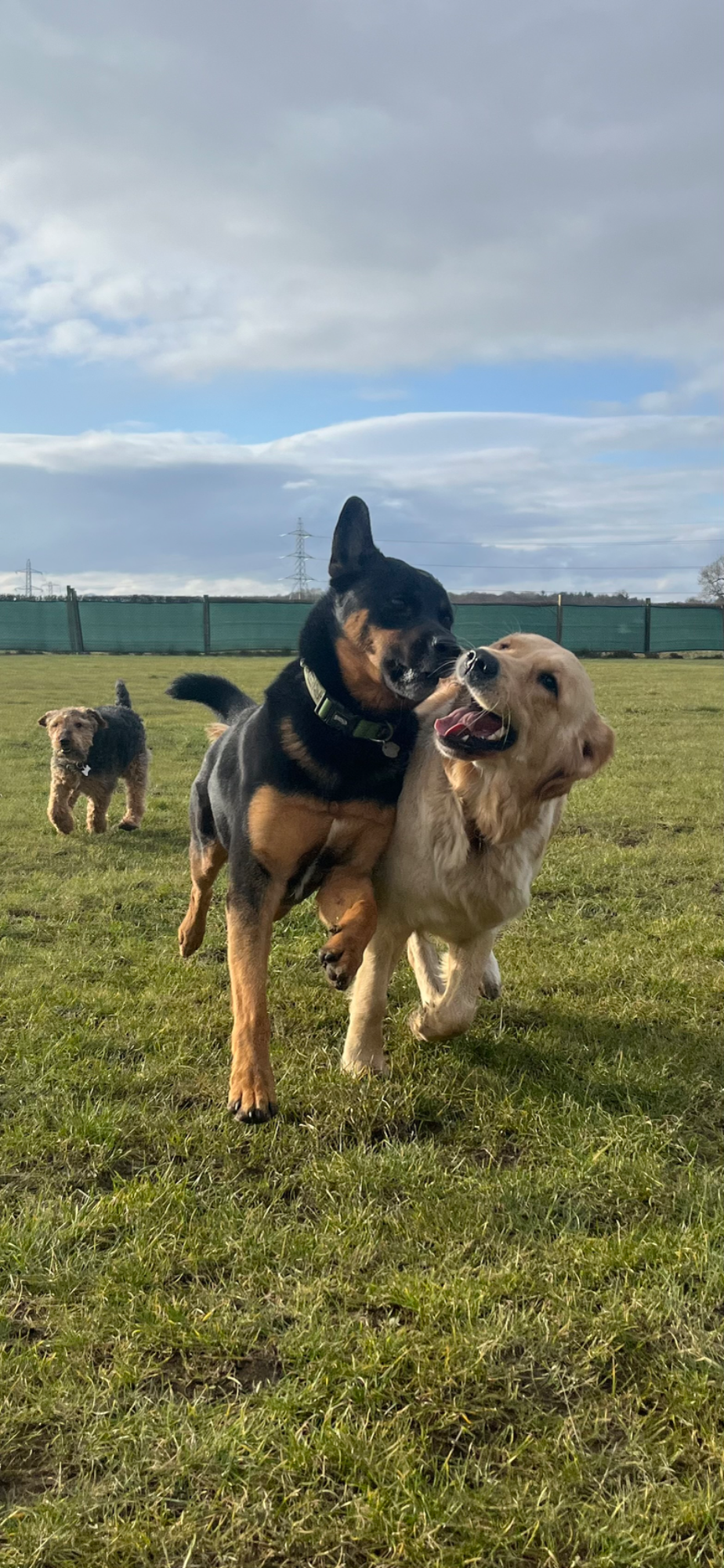Dogs playing together off-lead during a secure field dog walk near Erskine