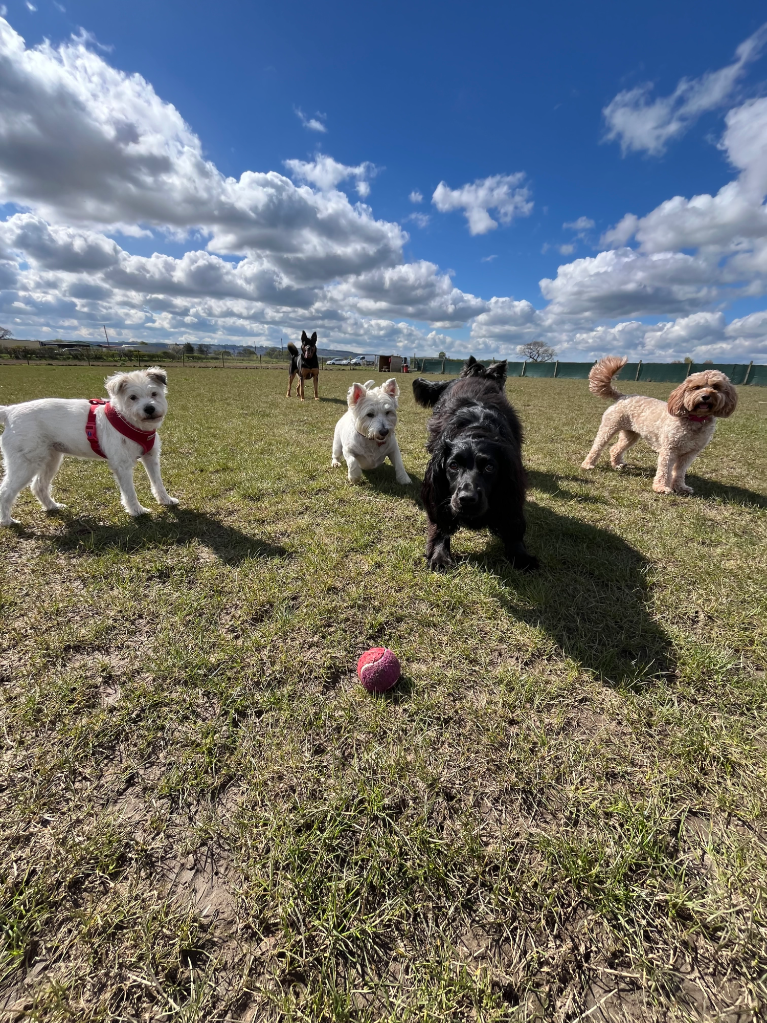 Dogs enjoying an off-lead secure field walk with All About Dogs Renfrew