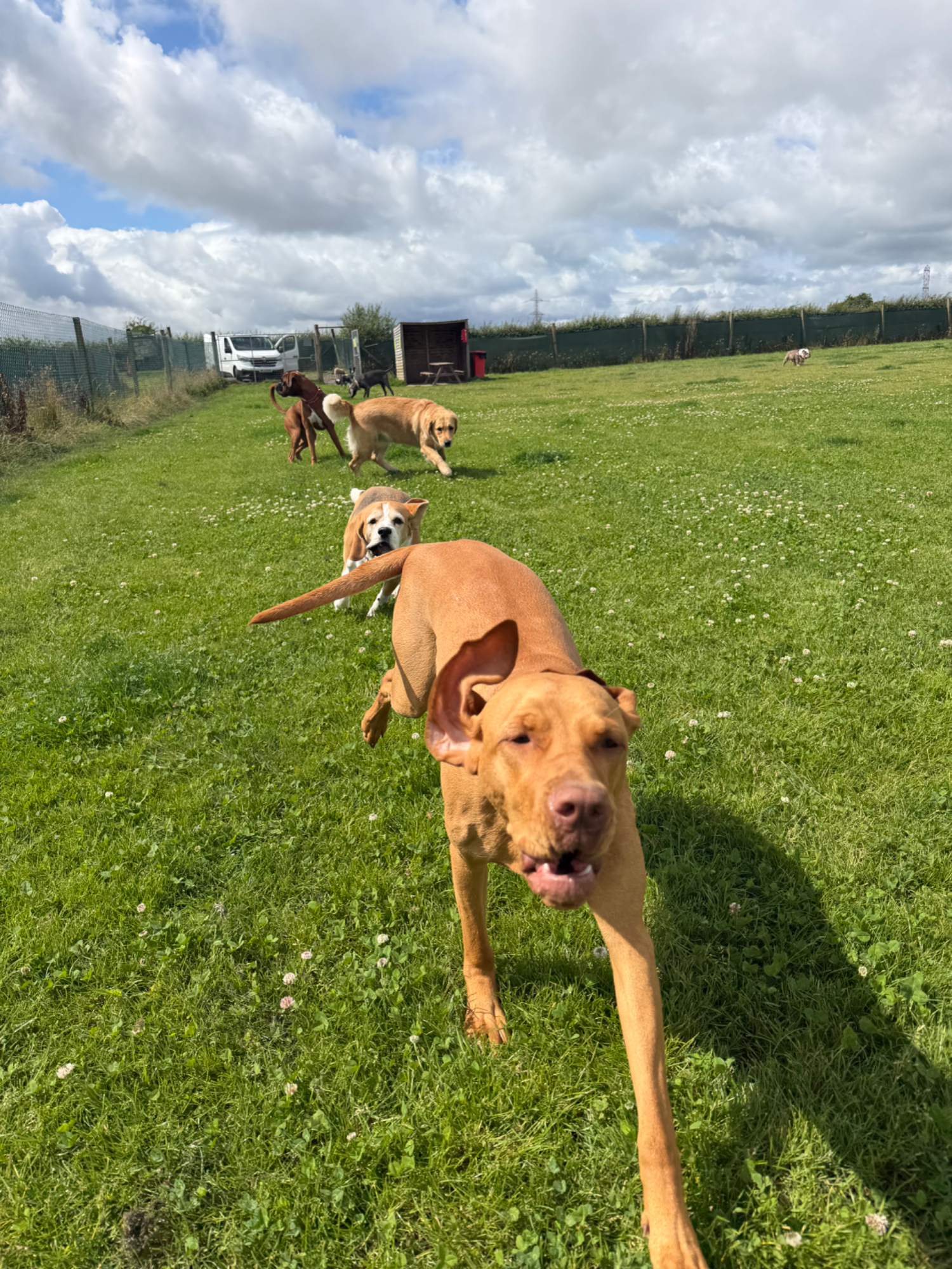 Dogs enjoying an off-lead secure field walk with All About Dogs Renfrew