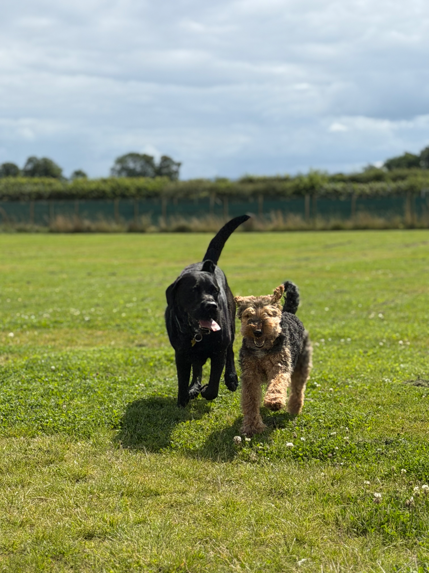 Dogs enjoying an off-lead secure field walk with All About Dogs Renfrew