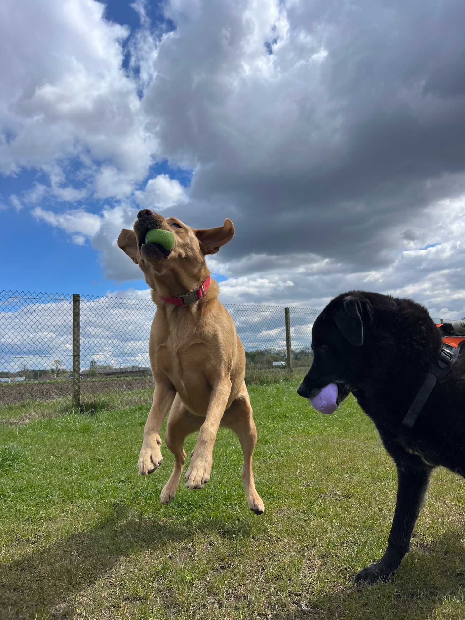 Dogs enjoying an off-lead secure field walk with All About Dogs Renfrew