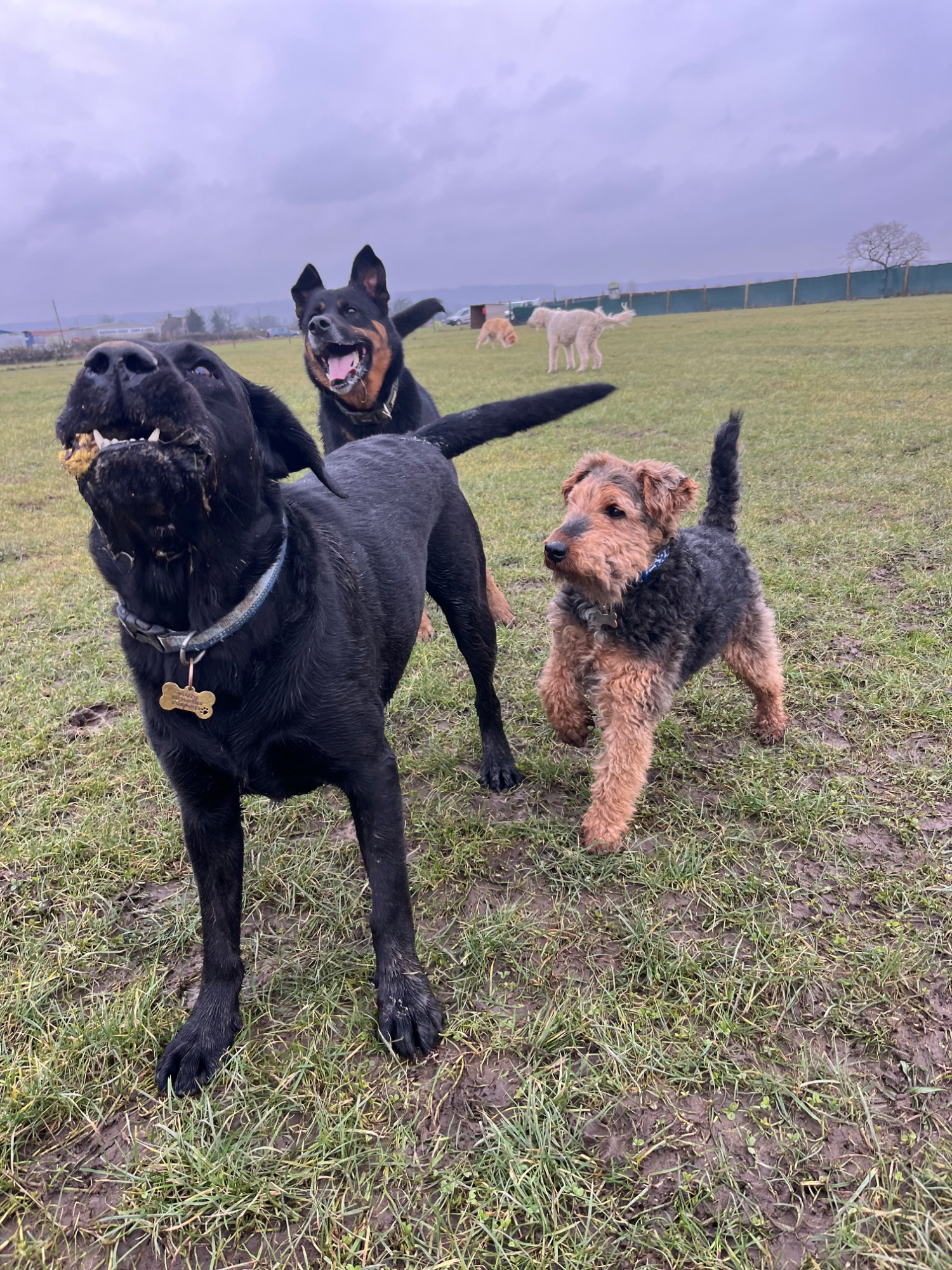 Dogs enjoying an off-lead secure field walk with All About Dogs Renfrew