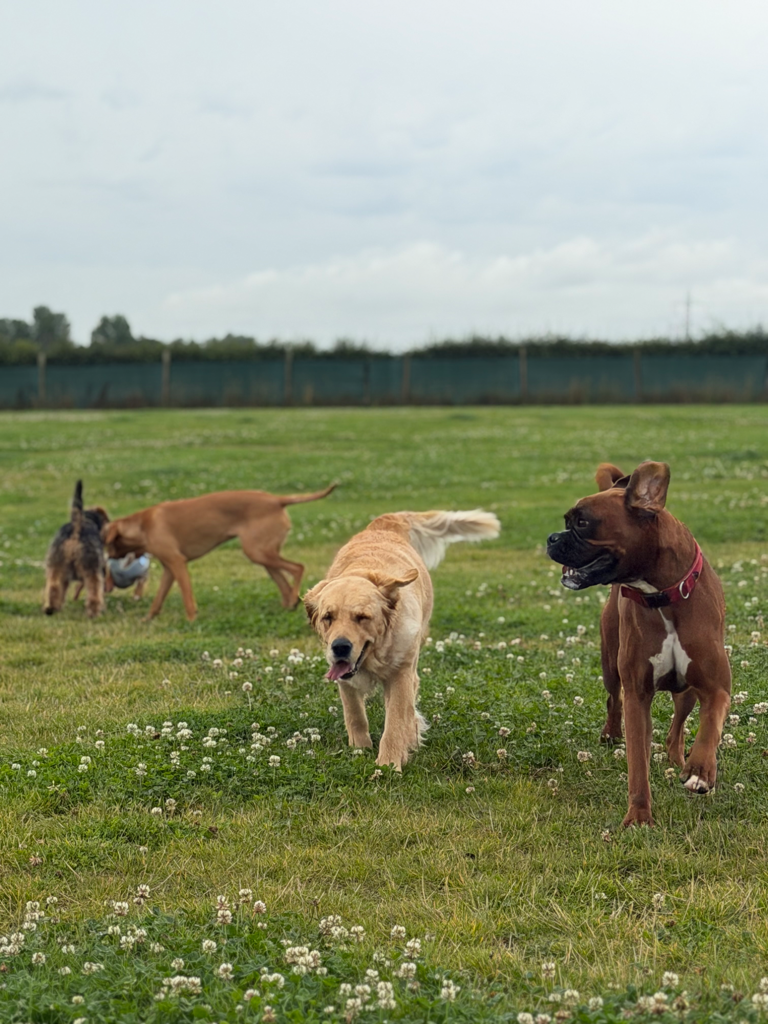 Dogs enjoying an off-lead secure field walk with All About Dogs Renfrew